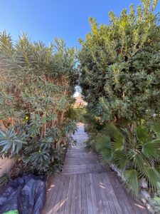 Sentier étroit en bois traversant une allée dense de végétation luxuriante, dominée par des lauriers-roses et des palmiers, sous un ciel bleu clair.