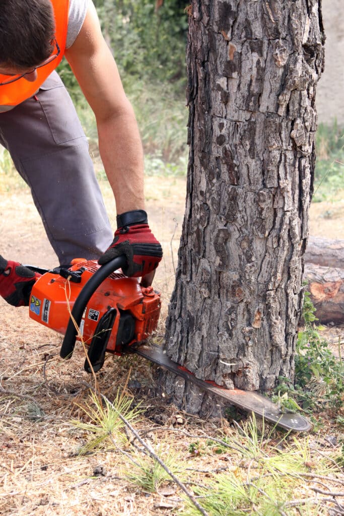 Abattage d'arbre : Bûcheron utilisant une tronçonneuse Bûcheron portant un gilet orange et des gants rouges utilisant une tronçonneuse orange CS-4400 pour couper la base d'un tronc d'arbre à l'écorce rugueuse.